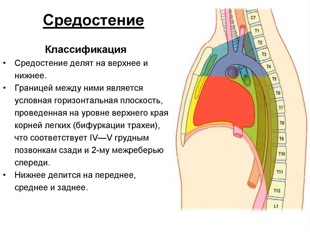 Между верхний. Топография средостения схема. Этажи средостения схема. Средостение анатомия схема. Топография переднего средостения схема.