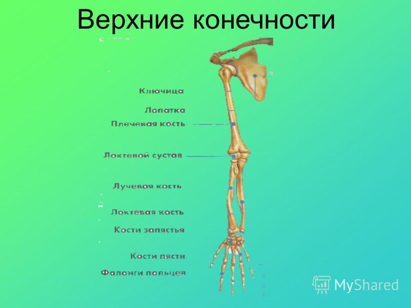 5 кость пояса верхних конечностей. Кости верхней конечности анатомия. Пояс верхних конечностей человека анатомия. Скелет свободной верхней конечности анатомия. Кости пояса верхней конечности человека анатомия.