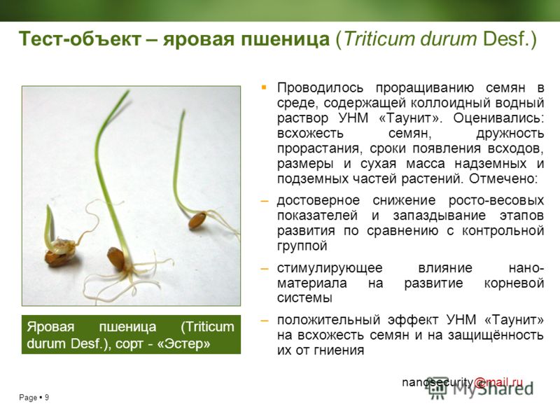 Всхожесть семян