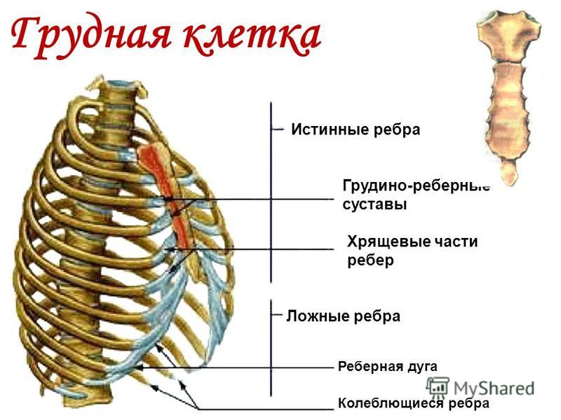 Список ребер c. Грудная клетка истинные ребра. Ребра истинные ложные колеблющиеся. Рёьра истинные ложные колеб. Грудная клетка реберная дуга.