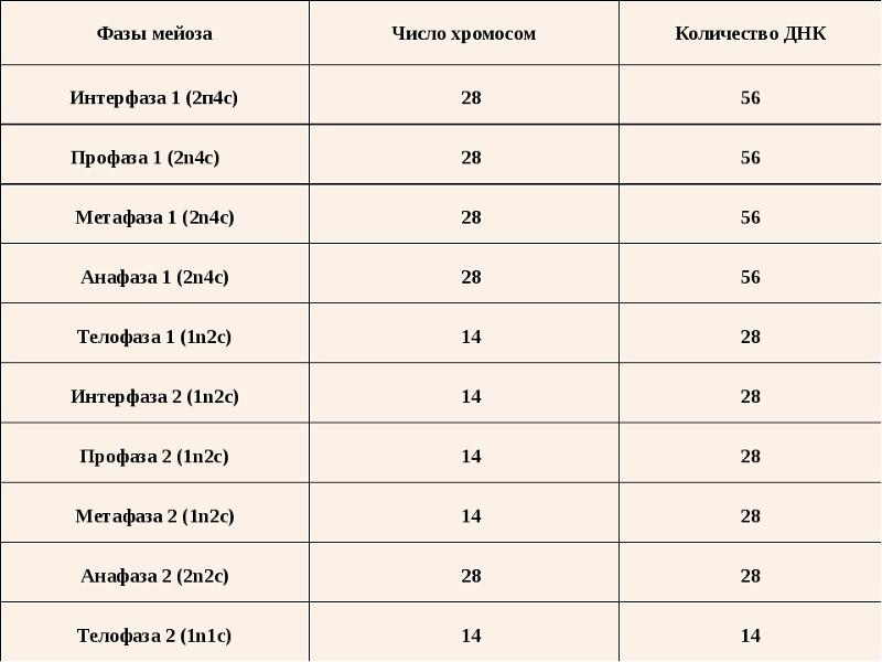 Определите хромосомный набор и число днк. Хромосомный набор в фазах мейоза. Мейоз таблица хромосомный набор. Митоз и мейоз таблица набор хромосом. Мейоз фазы таблица набор хромосом.