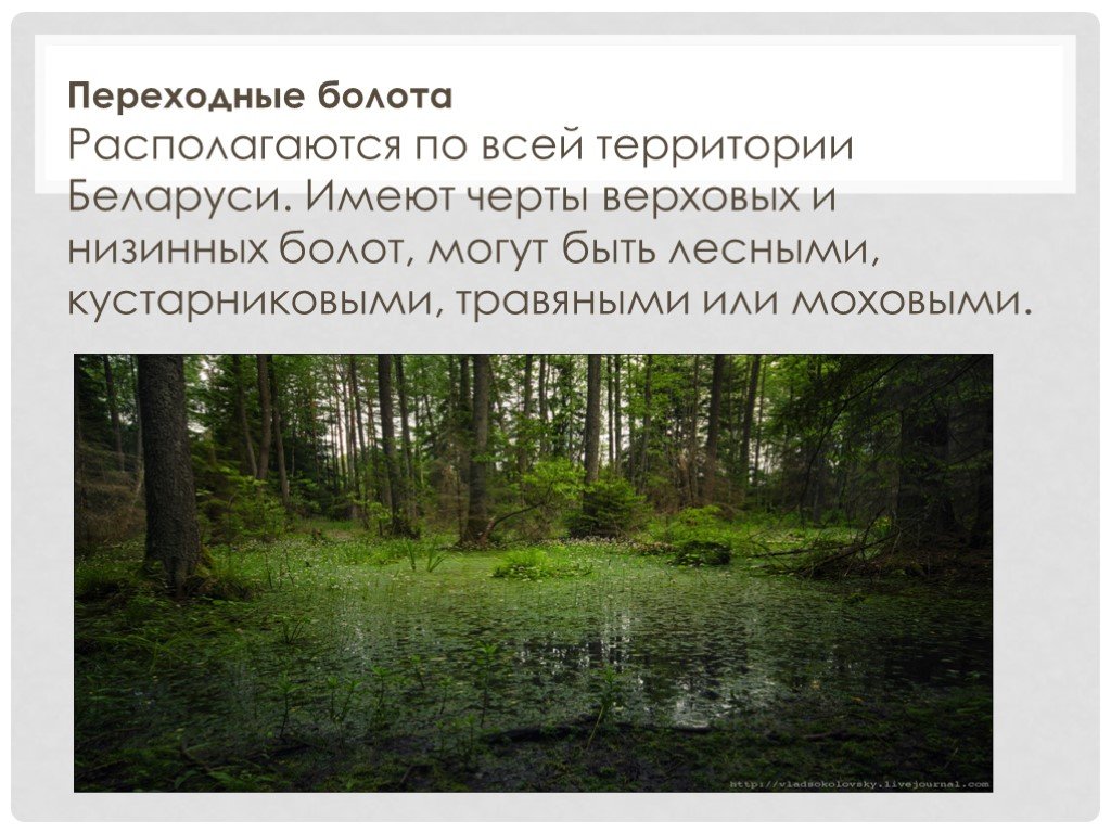 Режимы болот. Переходные (мезотрофные) болота. Gtht[jlydt болота. Низинные переходные и верховые болота. Болота на территории Беларуси.