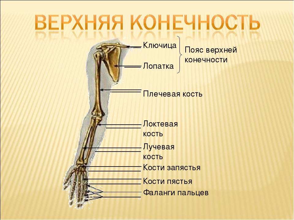 Скелет пояса свободной верхней конечности. Скелет пояса верхних конечностей (плечевого пояса). Строение костей верхней конечности. Перечислите кости составляющие скелет верхней конечности. Строение костей свободной верхней конечности человека.