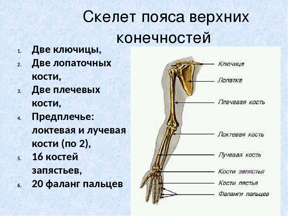 Какие вещества составляют кости. Скелет пояса верхних конечностей. Скелет пояса верхних конечностей (плечевого пояса). Строение пояса верхних конечностей человека. Скелет свободной верхней конечности.