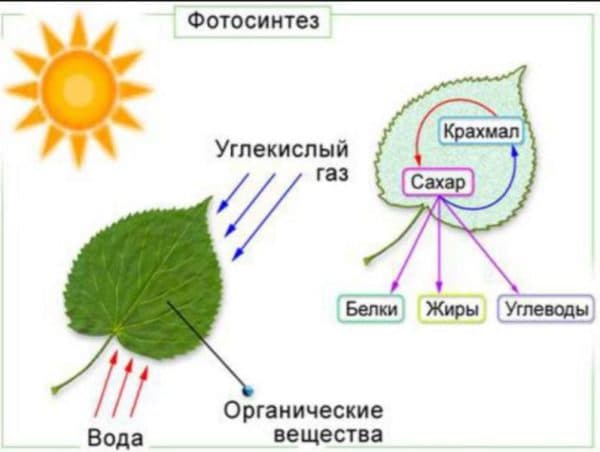 Фотосинтез растений 