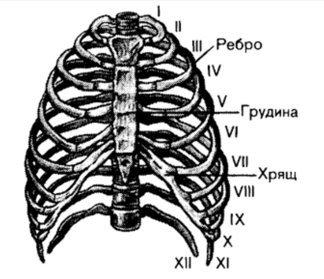 Ложное ребро у человека фото