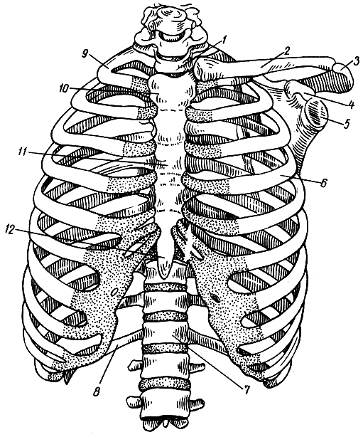 Ребро отдел скелета. Скелет туловища человека грудная клетка. Скелет туловища ребра. Скелет туловища грудная клетка строение. Анатомия кости туловища Грудина ребра.