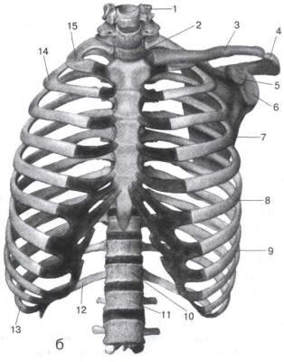9 ребро справа. Торакс грудная клетка. Строение грудной клетки. Нумерация ребер грудной. Передняя поверхность грудной клетки.